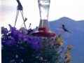 HUMMINGBIRD
