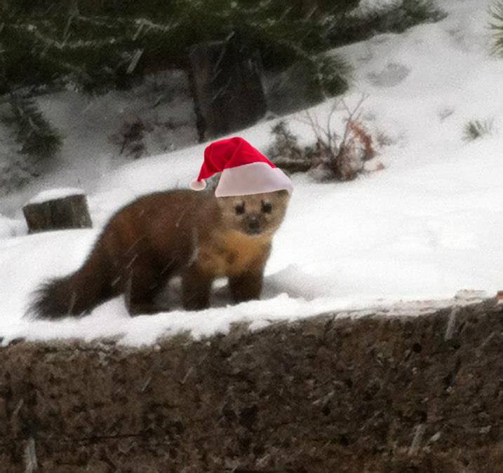 It’s Christmastime in the Rockies!