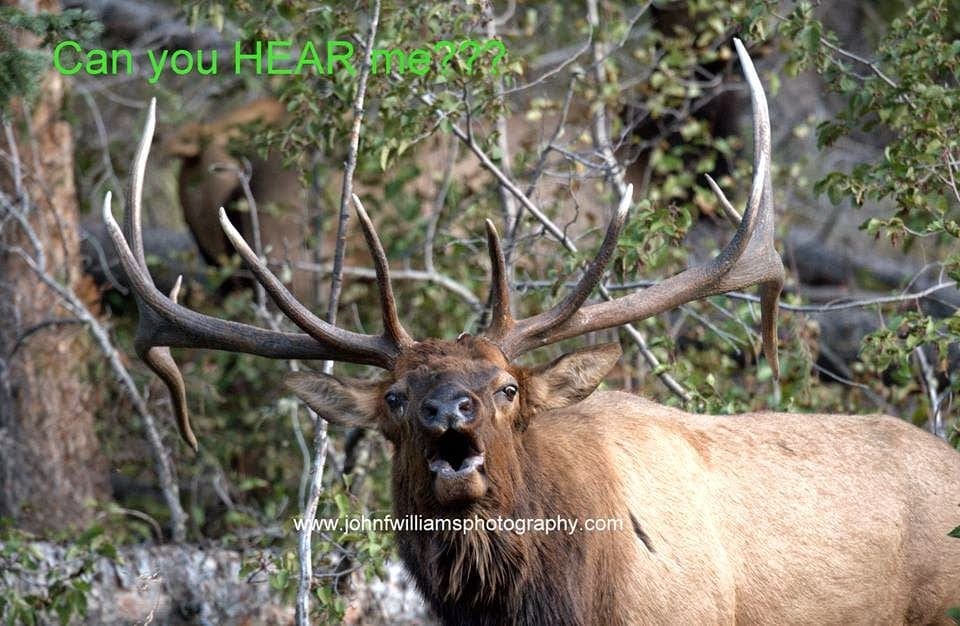 Elk bugling, Halloween Festivities, Hunting and More!