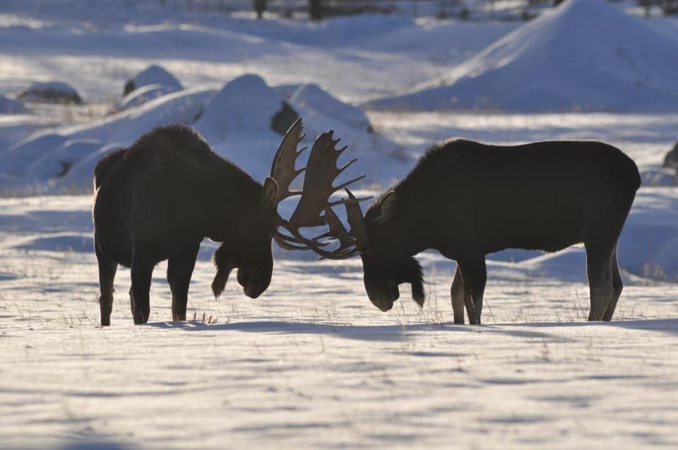 Moose by John F Williams Photography