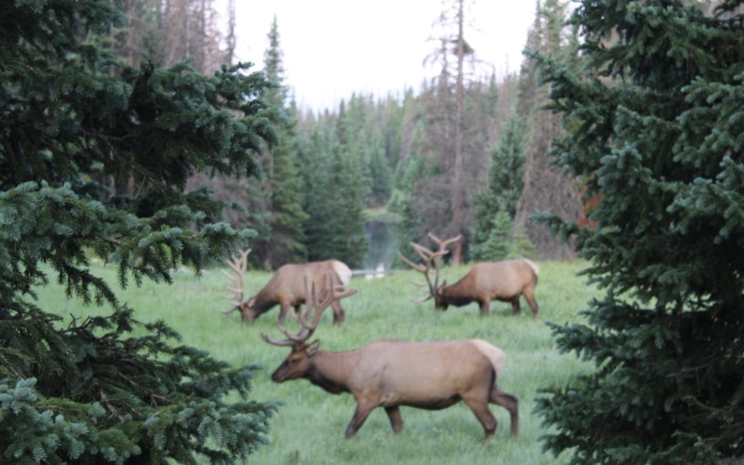 Elk Bugling, Fall Colors, Constitution Week Celebrations & More!